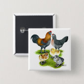 Ameraucana Chicken Family Vierkante Button 5,1 Cm (Voorkant /achterkant)