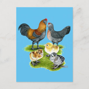 Ameraucana Kippenfamilie Briefkaart