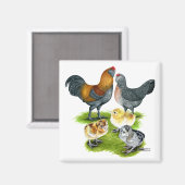 Ameraucana Kippenfamilie Magneet (Voorkant / Achterkant)