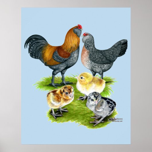 Ameraucana Kippenfamilie Poster (Voorkant)