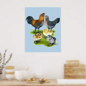 Ameraucana Kippenfamilie Poster (Keuken)
