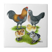 Ameraucana Kippenfamilie Tegeltje (Voorkant)
