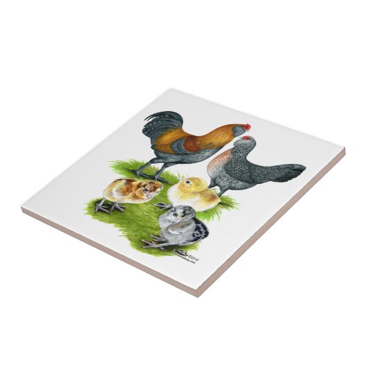 Ameraucana Kippenfamilie Tegeltje (Zijkant)
