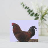 Ameraucana Rooster Briefkaart (Staand voorkant)