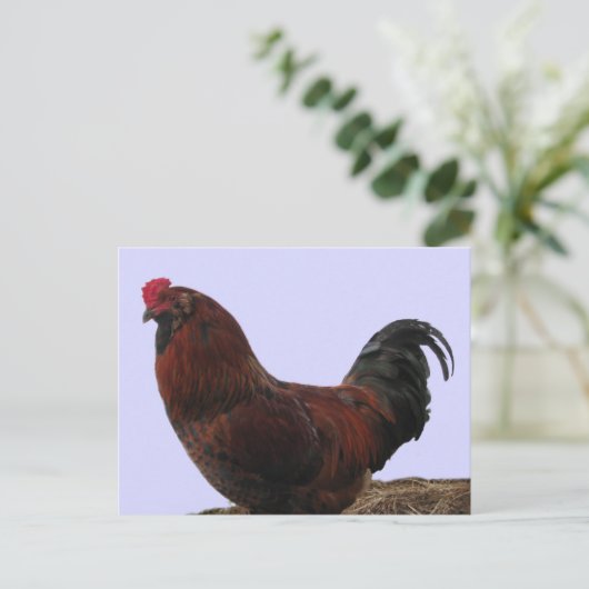 Ameraucana Rooster Briefkaart (Staand voorkant)