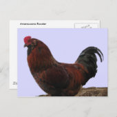 Ameraucana Rooster Briefkaart (Voorkant / Achterkant)