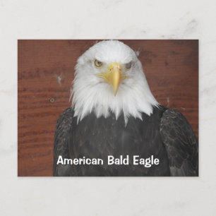 America Bald Eagle Dubuque Iowa Keepsake Briefkaart
