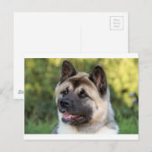 American Akita Dog Briefkaart (Voorkant / Achterkant)