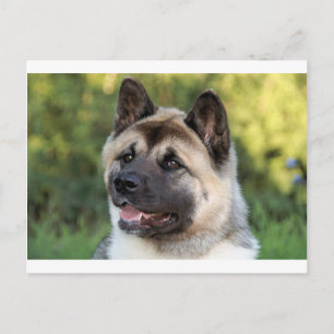 American Akita Dog Briefkaart
