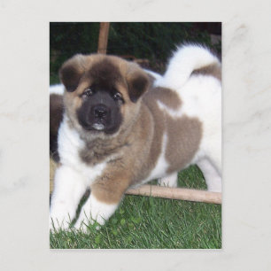 American Akita Puppy Dog Briefkaart