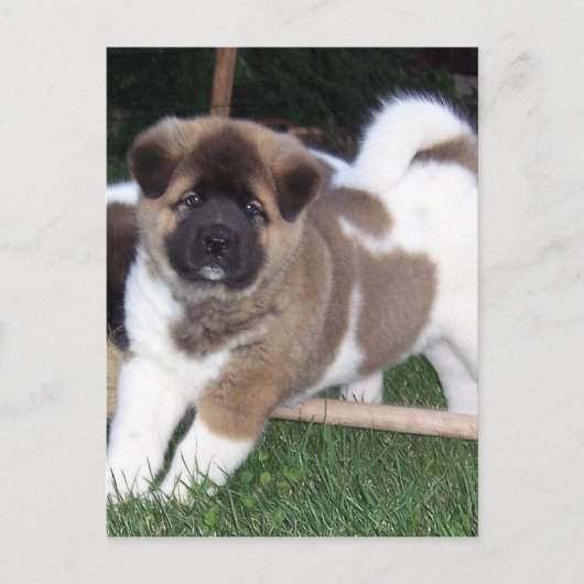 American Akita Puppy Dog Briefkaart (Voorkant)