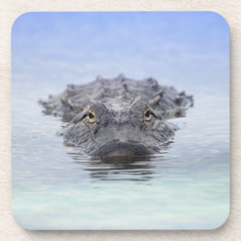 American Alligator – Lake Apopka Wildlife Drive Bier Onderzetter