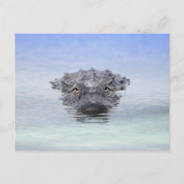 American Alligator – Lake Apopka Wildlife Drive Briefkaart