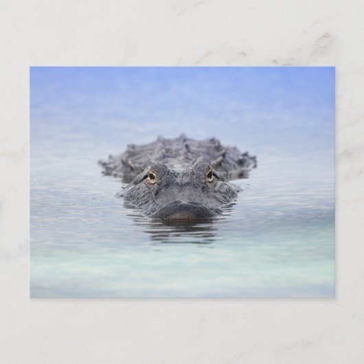 American Alligator – Lake Apopka Wildlife Drive Briefkaart (Voorkant)