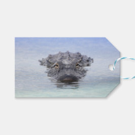 American Alligator – Lake Apopka Wildlife Drive Cadeaulabel