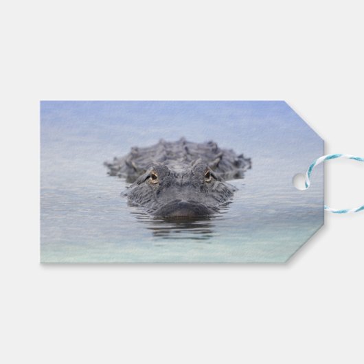 American Alligator – Lake Apopka Wildlife Drive Cadeaulabel (Voorkant (Horizontaal))