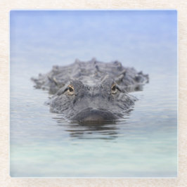 American Alligator – Lake Apopka Wildlife Drive Glazen Onderzetter
