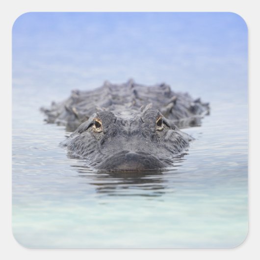 American Alligator – Lake Apopka Wildlife Drive Vierkante Sticker (Voorkant)