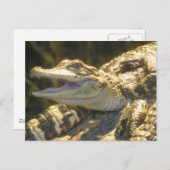 American Alligator Mouth Open Briefkaart (Voorkant / Achterkant)