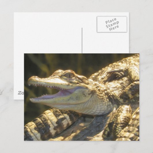 American Alligator Mouth Open Briefkaart (Voorkant / Achterkant)