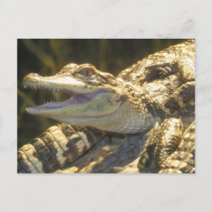 American Alligator Mouth Open Briefkaart