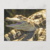 American Alligator Mouth Open Briefkaart (Voorkant)