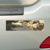 American Alligator Mouth Open Bumpersticker (Op auto)