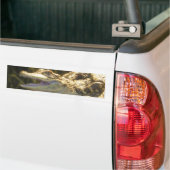 American Alligator Mouth Open Bumpersticker (Op Truck)