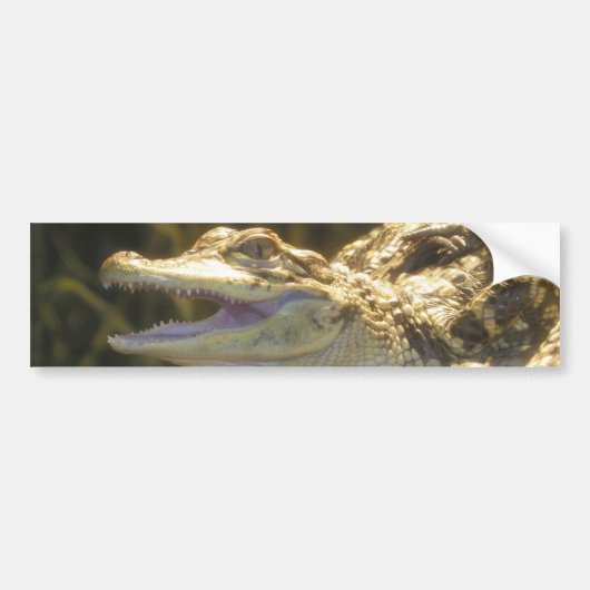 American Alligator Mouth Open Bumpersticker (Voorkant)