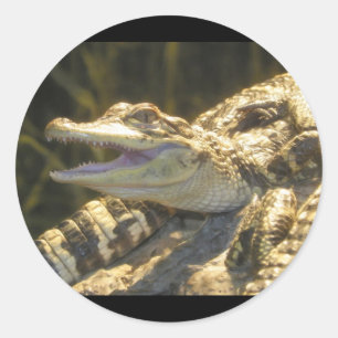 American Alligator Mouth Open Ronde Sticker