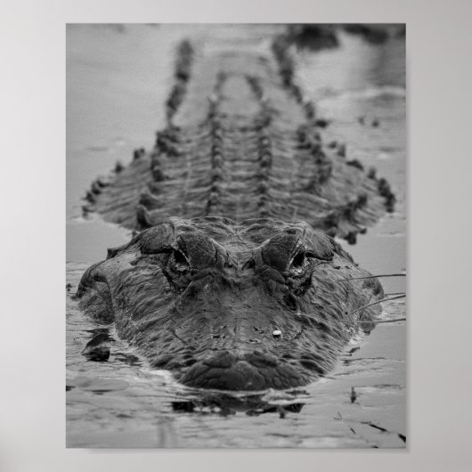 American Alligator Staring Down - Wildlife Foto Poster (Voorkant)