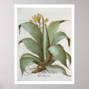 American Aloe: Aloe Americana, van de 'Hortus Ey' Poster