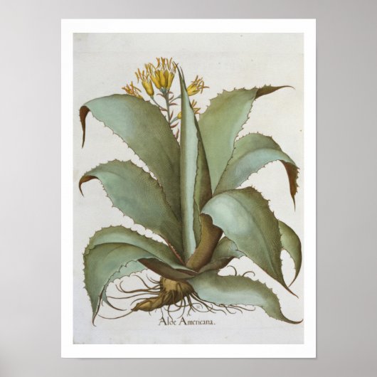 American Aloe: Aloe Americana, van de 'Hortus Ey' Poster (Voorkant)