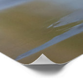 American Avocet staand in water Poster (Hoek)