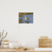 American Avocet staand in water Poster (Keuken)