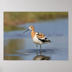 American Avocet staand in water Poster