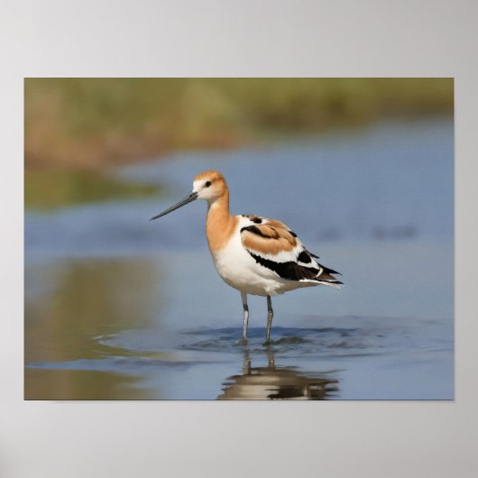 American Avocet staand in water Poster (Voorkant)