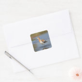 American Avocet staand in water Vierkante Sticker (Envelop)