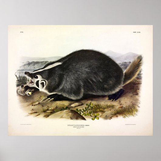 American Badger (Taxidea taxus) van Audubon Poster (Voorkant)