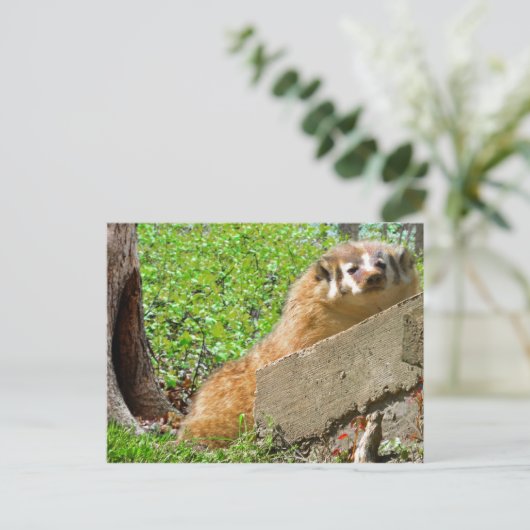 American Badger: Wake-up Call Briefkaart (Staand voorkant)