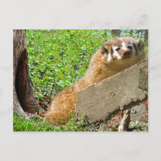 American Badger: Wake-up Call Briefkaart
