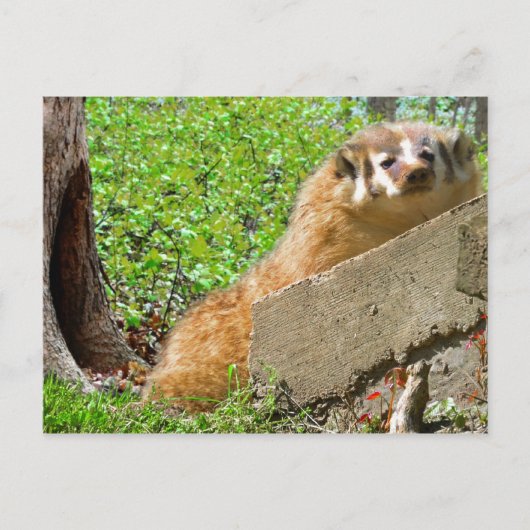 American Badger: Wake-up Call Briefkaart (Voorkant)