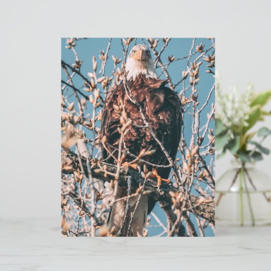 American Bald Eagle (Staand voorkant)