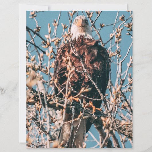 American Bald Eagle (Voorkant)