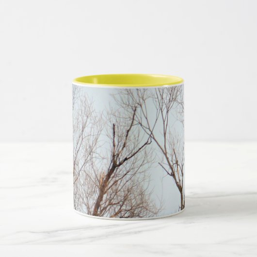 American Bald Eagle Circling the Nest Mok (Midden)