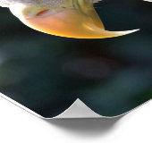 American Bald Eagle Close-up Poster (Hoek)