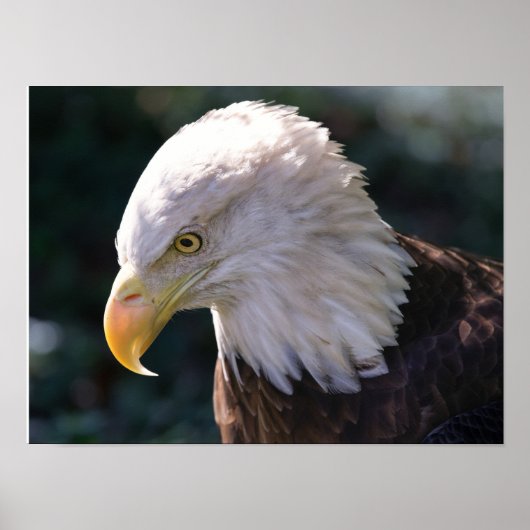 American Bald Eagle Close-up Poster (Voorkant)