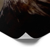 American Bald Eagle Closeup Poster (Hoek)