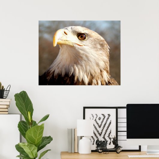 American Bald Eagle Closeup Poster (Thuiskantoor)