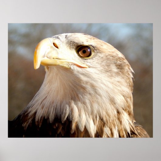 American Bald Eagle Closeup Poster (Voorkant)